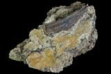 Fossil Crocodilian (Goniopholid) Tooth In Situ - Texas #88788-1